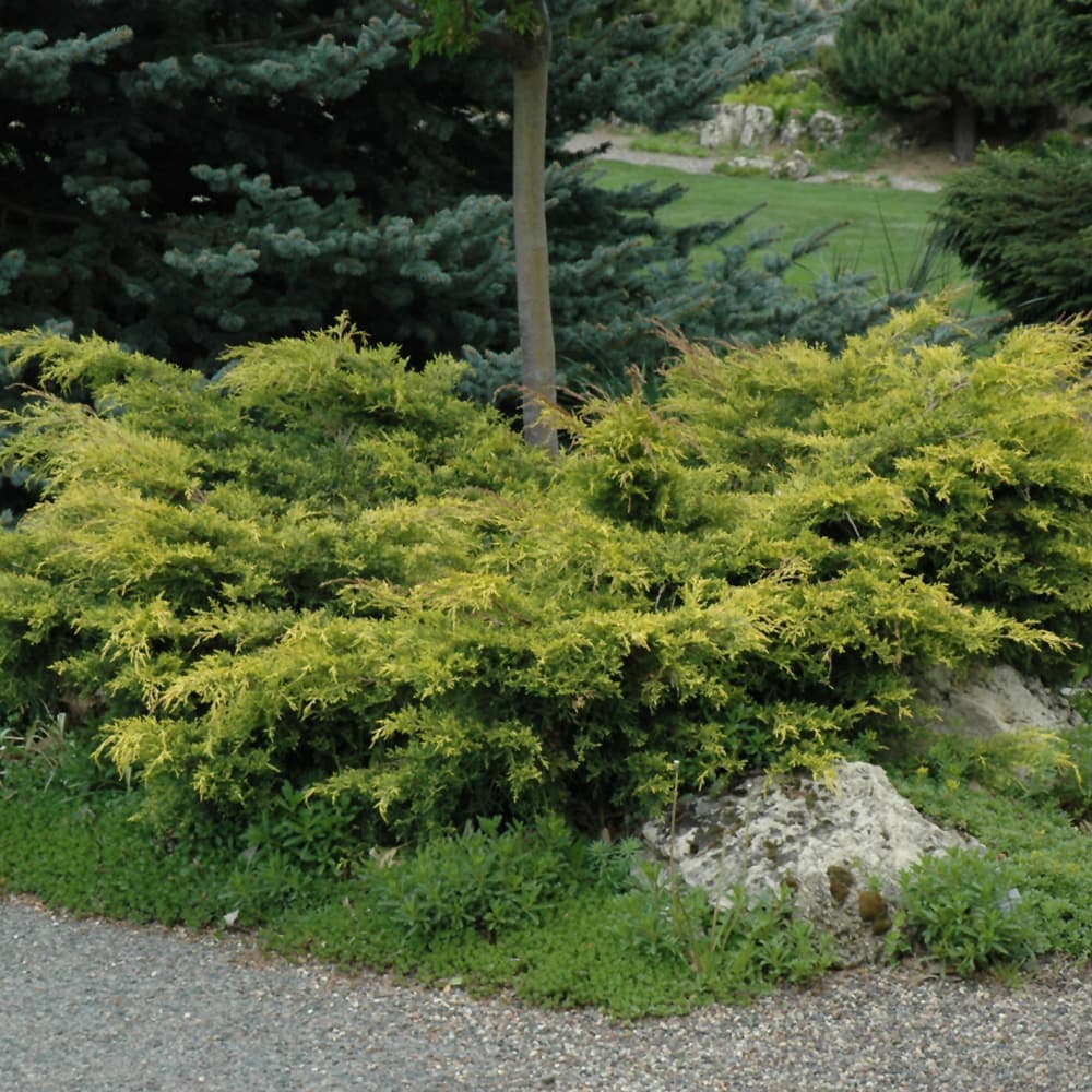 NetPS Plant Finder (www.netpsplantfinder.com)