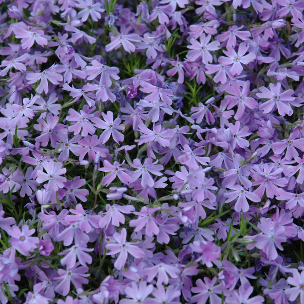 NetPS Plant Finder (www.netpsplantfinder.com)