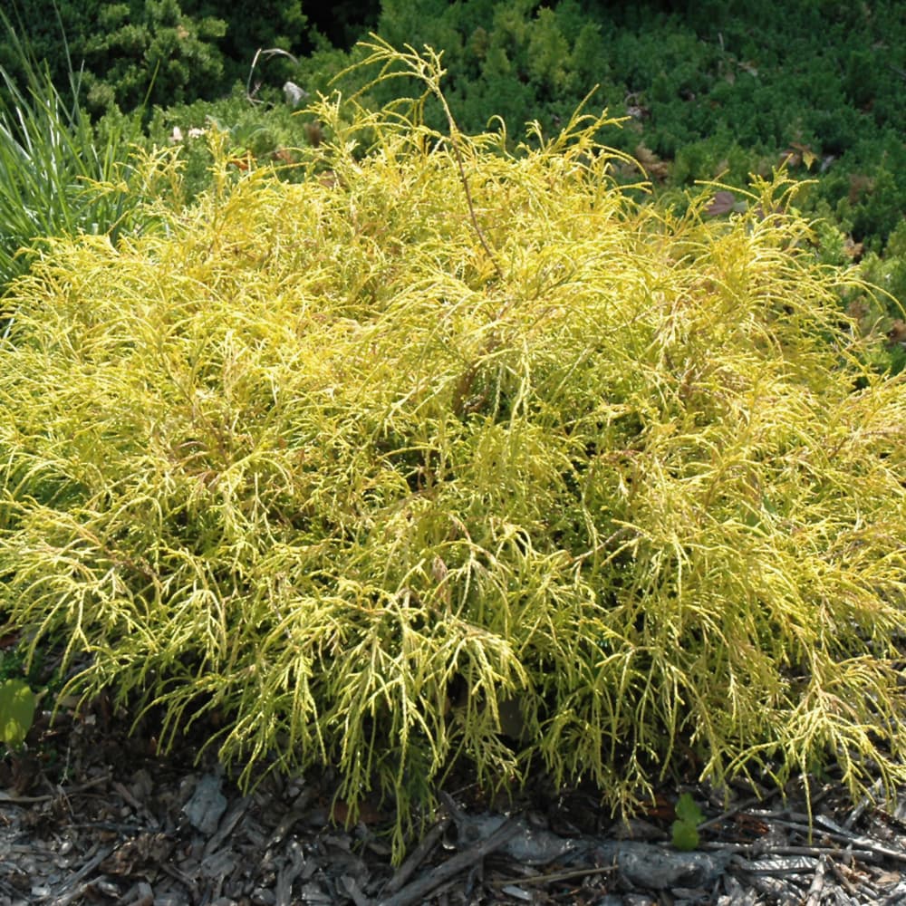 NetPS Plant Finder (www.netpsplantfinder.com)