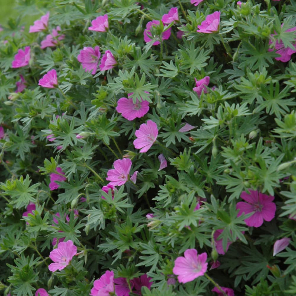 NetPS Plant Finder (www.netpsplantfinder.com)