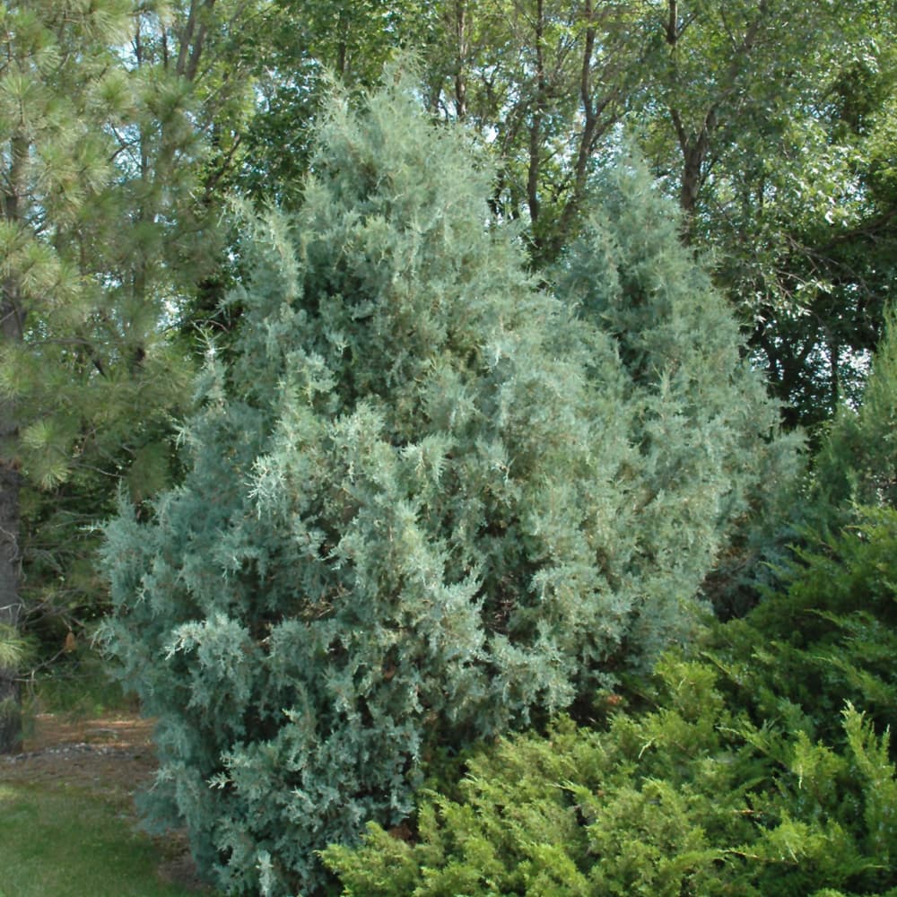 NetPS Plant Finder (www.netpsplantfinder.com)