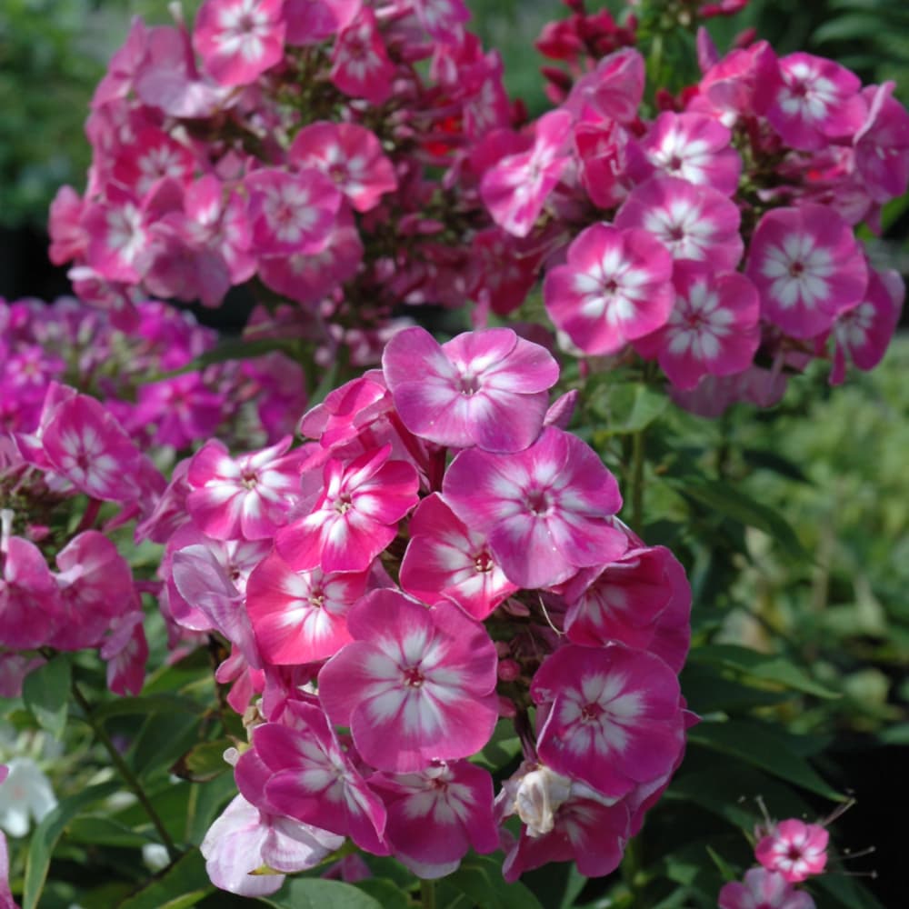 NetPS Plant Finder (www.netpsplantfinder.com)