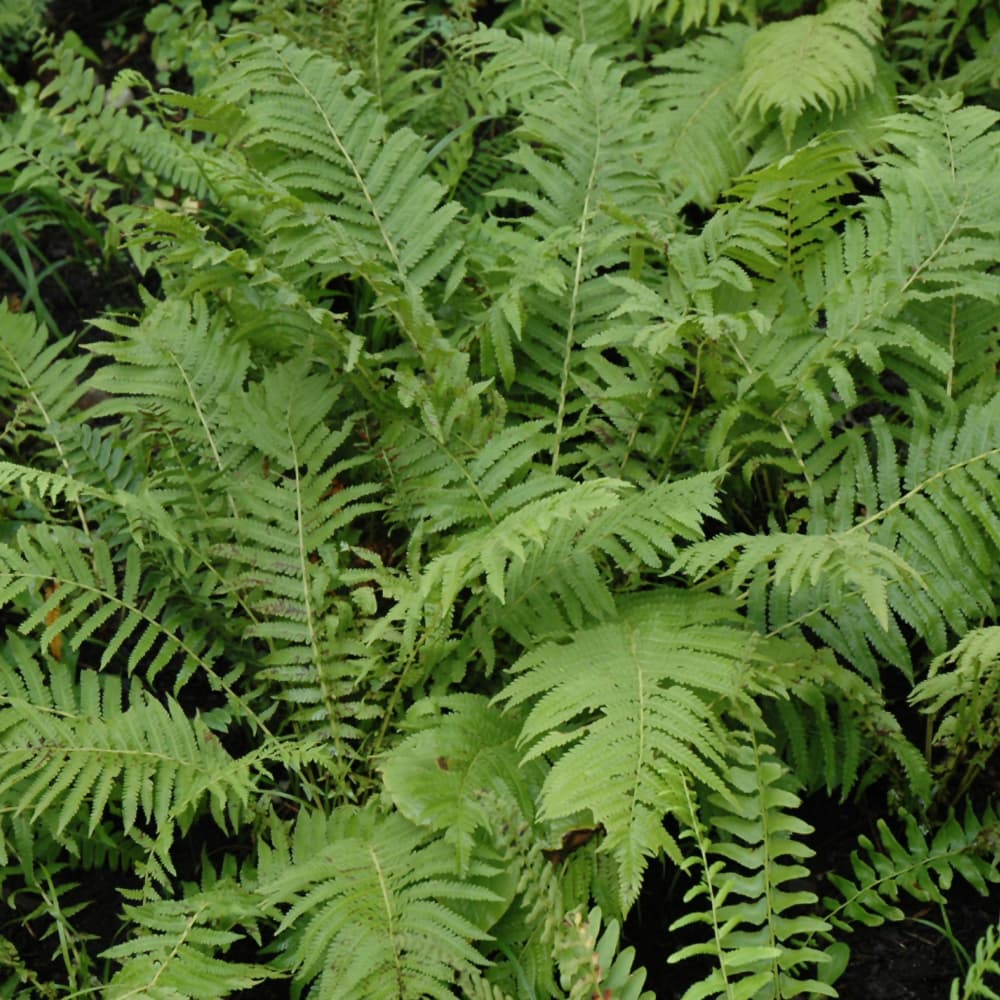 NetPS Plant Finder (www.netpsplantfinder.com)