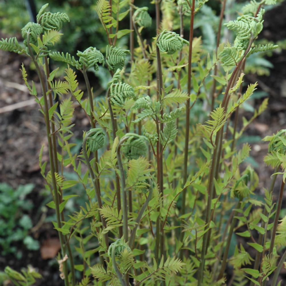 NetPS Plant Finder (www.netpsplantfinder.com)
