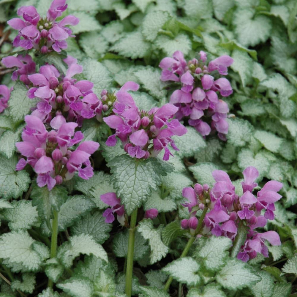 NetPS Plant Finder (www.netpsplantfinder.com)