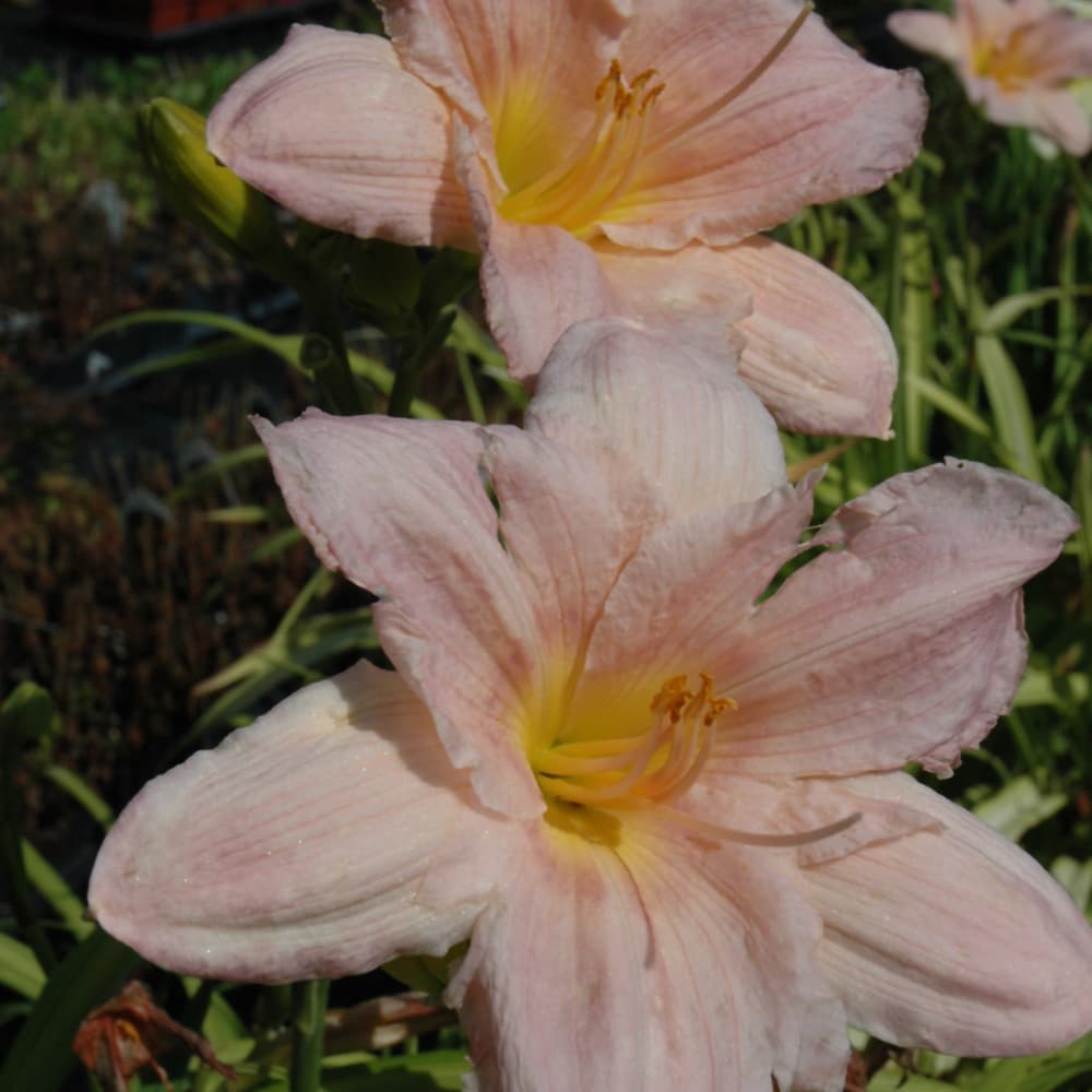 NetPS Plant Finder (www.netpsplantfinder.com)