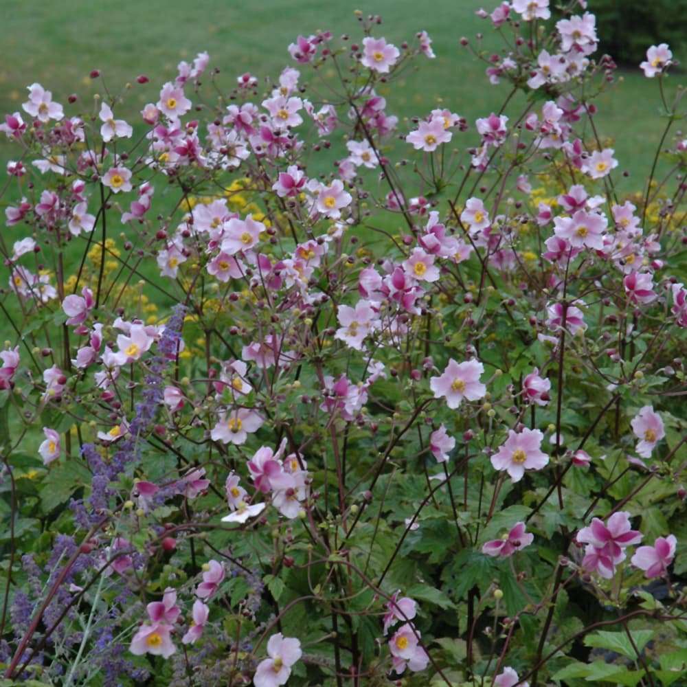 NetPS Plant Finder (www.netpsplantfinder.com)