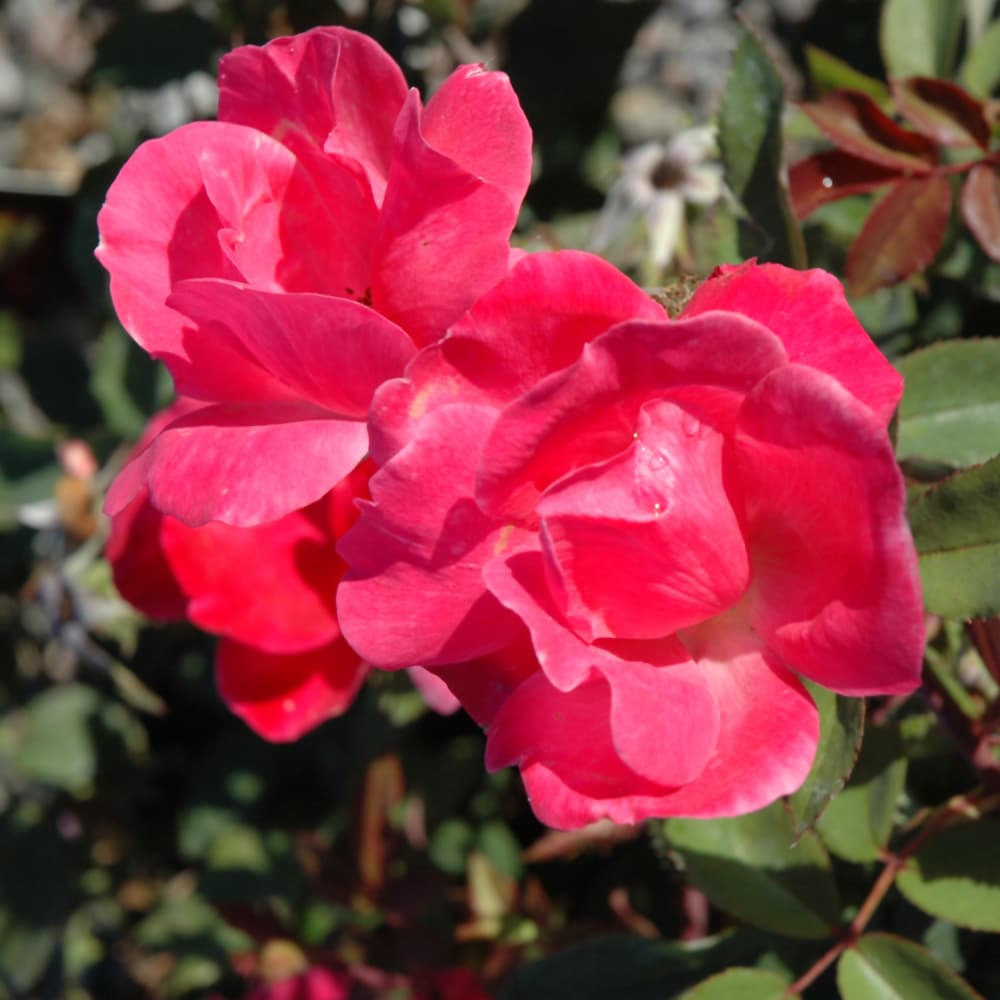 NetPS Plant Finder (www.netpsplantfinder.com)