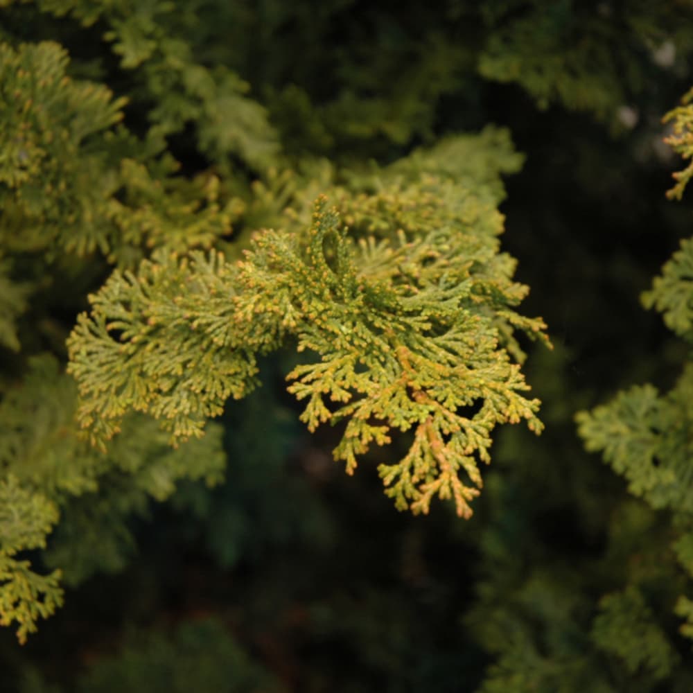 Cypress Hinoki