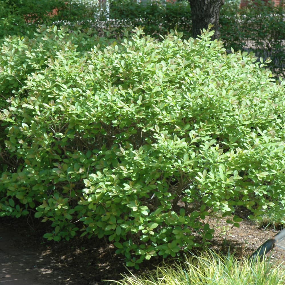 NetPS Plant Finder (www.netpsplantfinder.com)