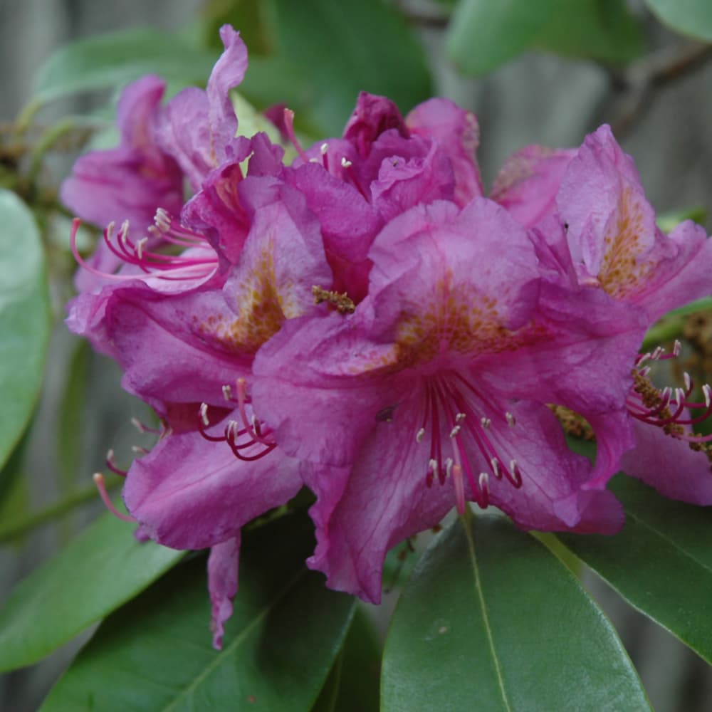 NetPS Plant Finder (www.netpsplantfinder.com)