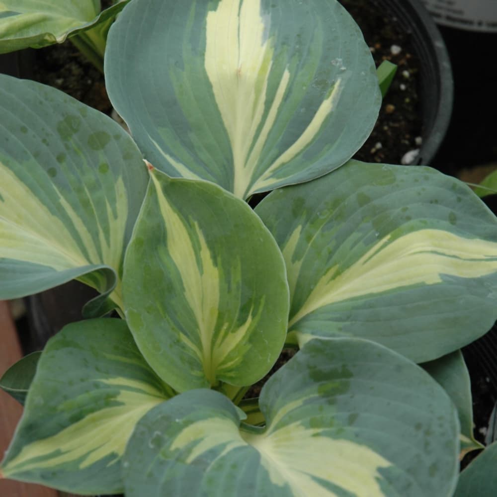 NetPS Plant Finder (www.netpsplantfinder.com)