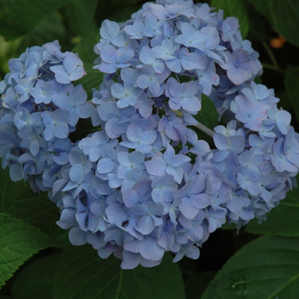 NetPS Plant Finder (www.netpsplantfinder.com)