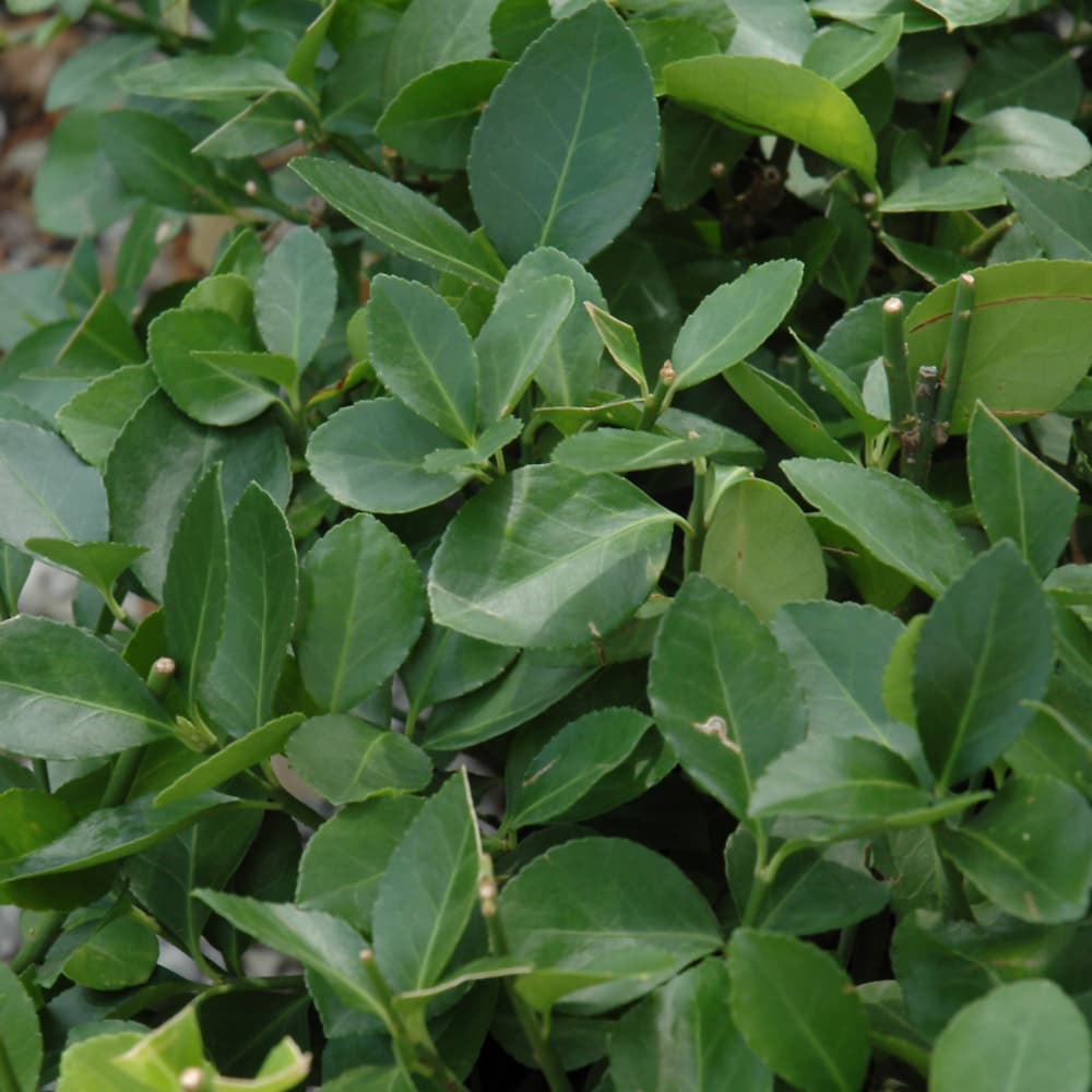 NetPS Plant Finder (www.netpsplantfinder.com)