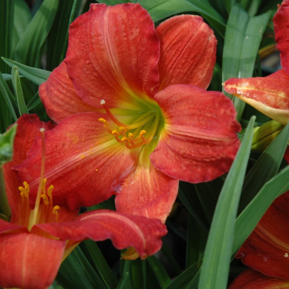 NetPS Plant Finder (www.netpsplantfinder.com)