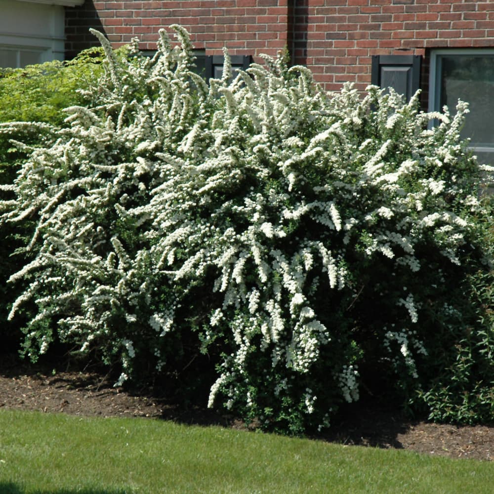 NetPS Plant Finder (www.netpsplantfinder.com)