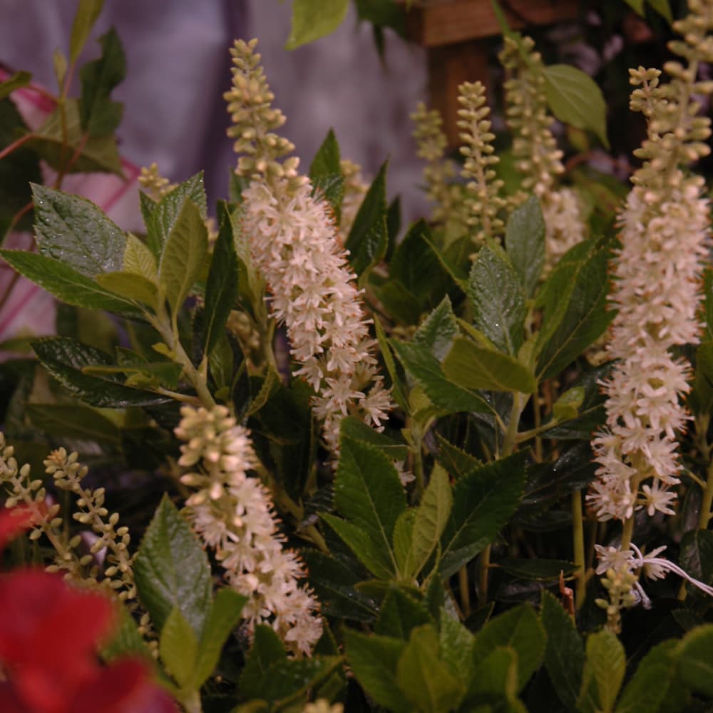NetPS Plant Finder (www.netpsplantfinder.com)
