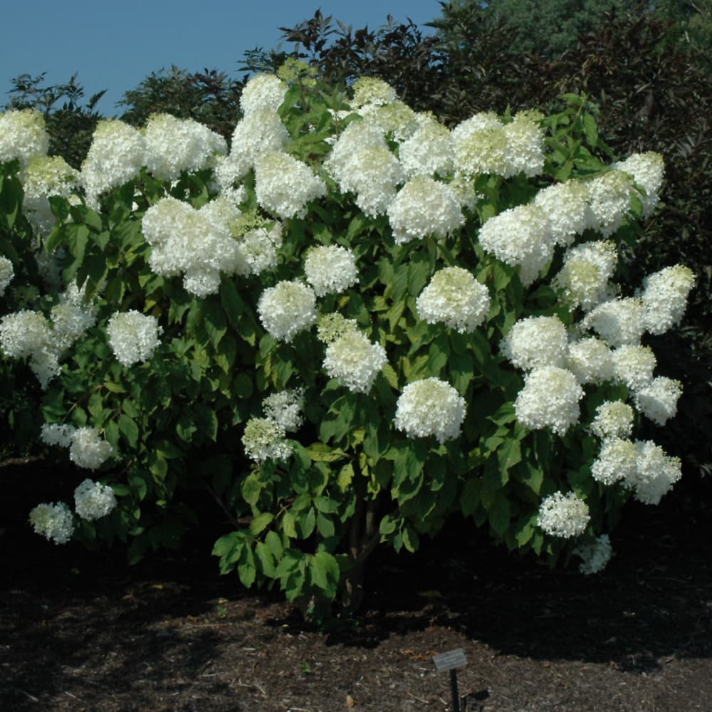 NetPS Plant Finder (www.netpsplantfinder.com)