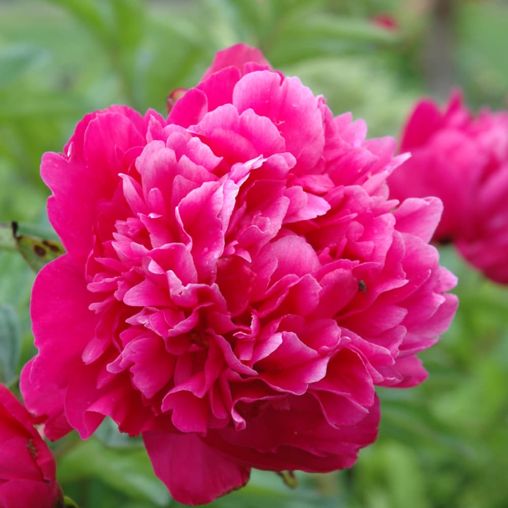 NetPS Plant Finder (www.netpsplantfinder.com)
