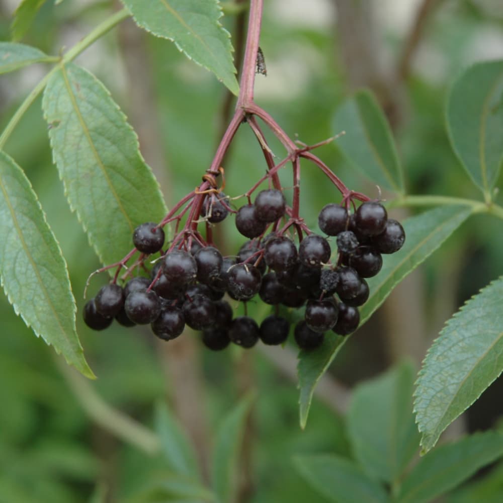 NetPS Plant Finder (www.netpsplantfinder.com)