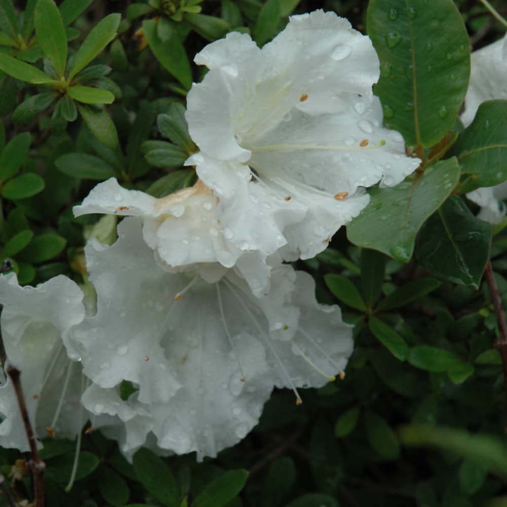 NetPS Plant Finder (www.netpsplantfinder.com)