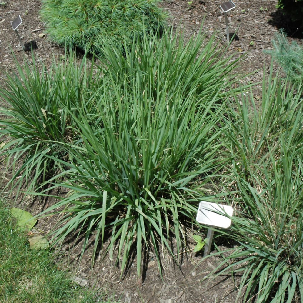 NetPS Plant Finder (www.netpsplantfinder.com)