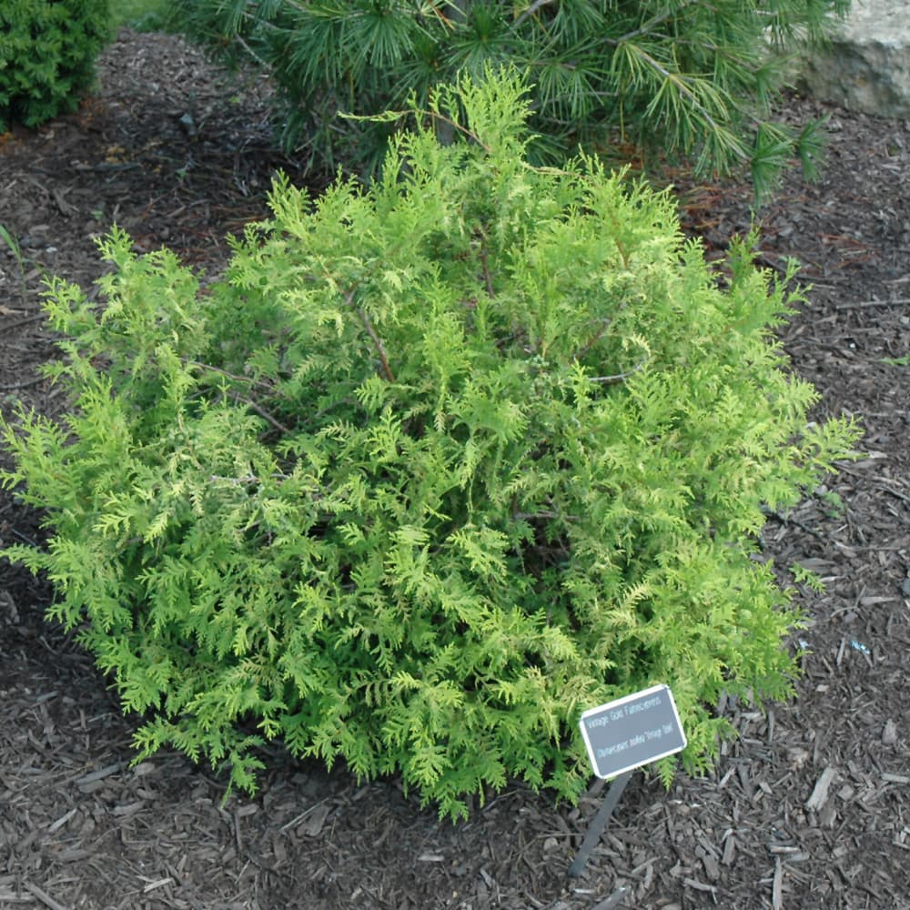 NetPS Plant Finder (www.netpsplantfinder.com)