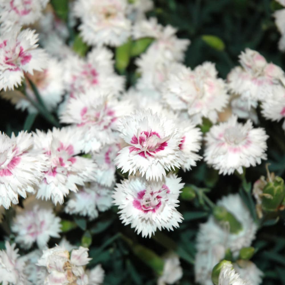 NetPS Plant Finder (www.netpsplantfinder.com)