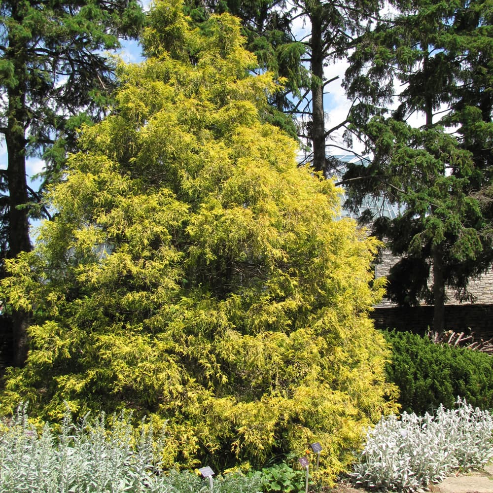 NetPS Plant Finder (www.netpsplantfinder.com)