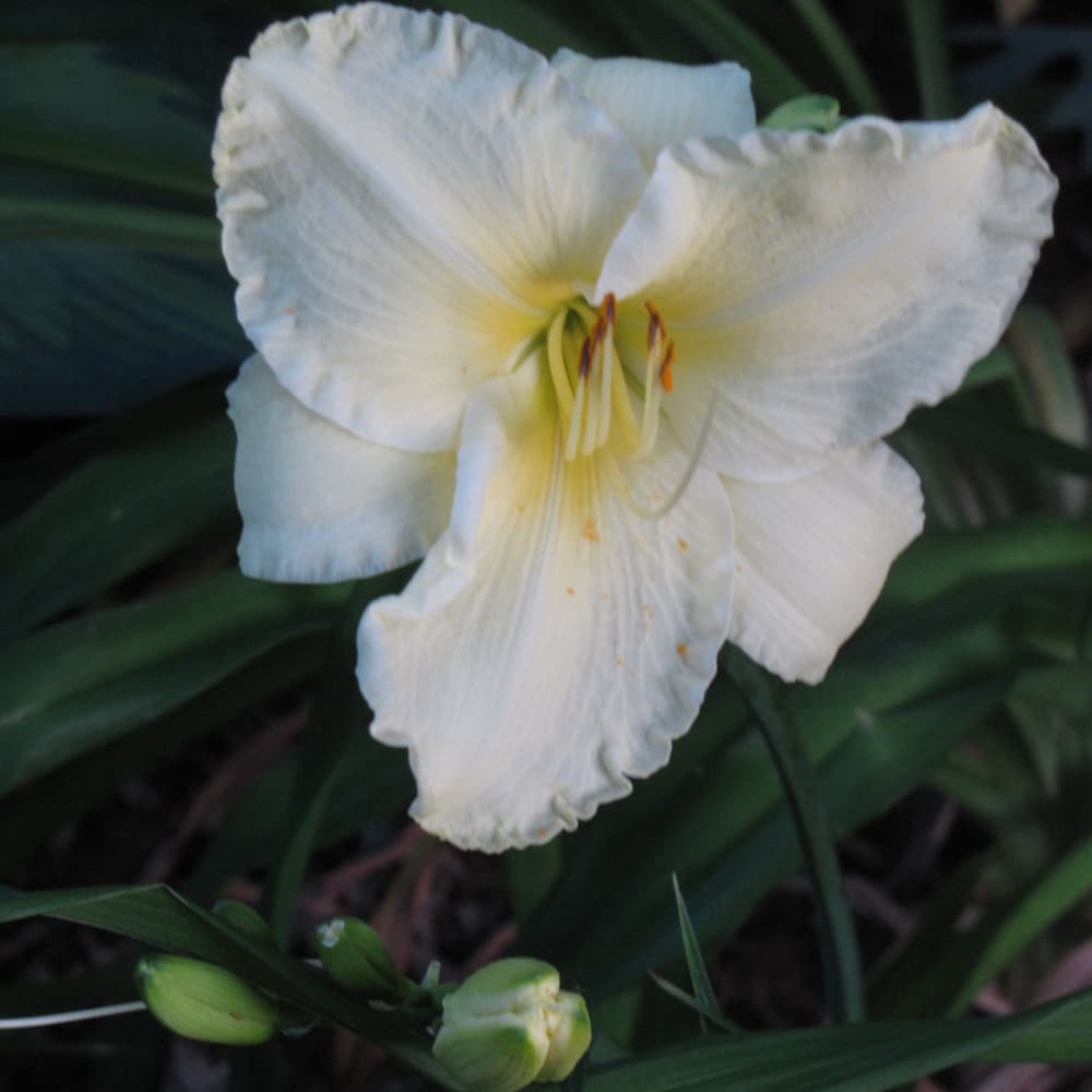 NetPS Plant Finder (www.netpsplantfinder.com)
