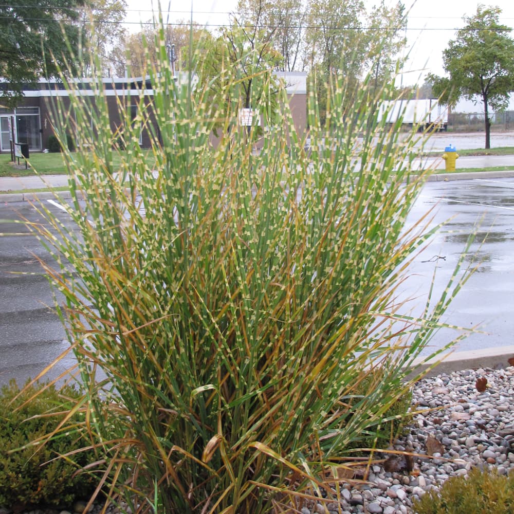 NetPS Plant Finder (www.netpsplantfinder.com)