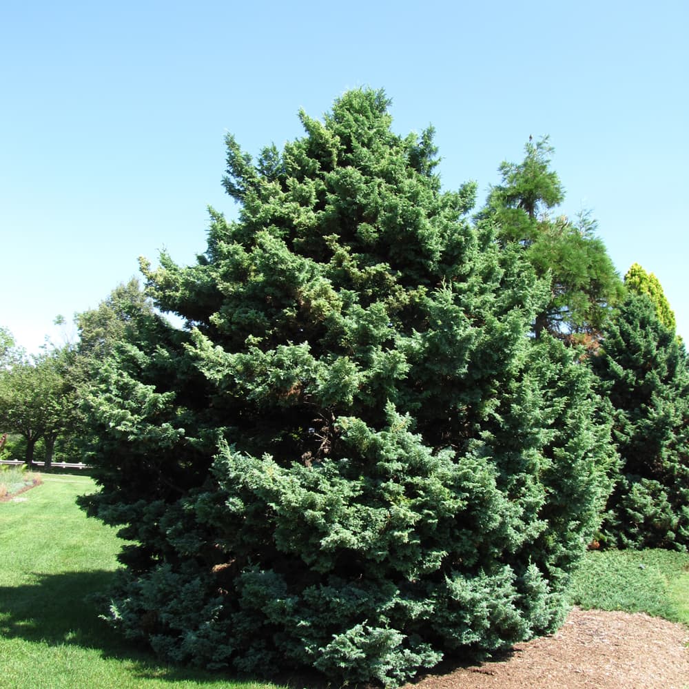 NetPS Plant Finder (www.netpsplantfinder.com)