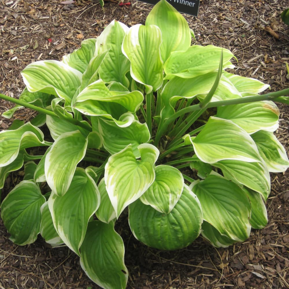 NetPS Plant Finder (www.netpsplantfinder.com)