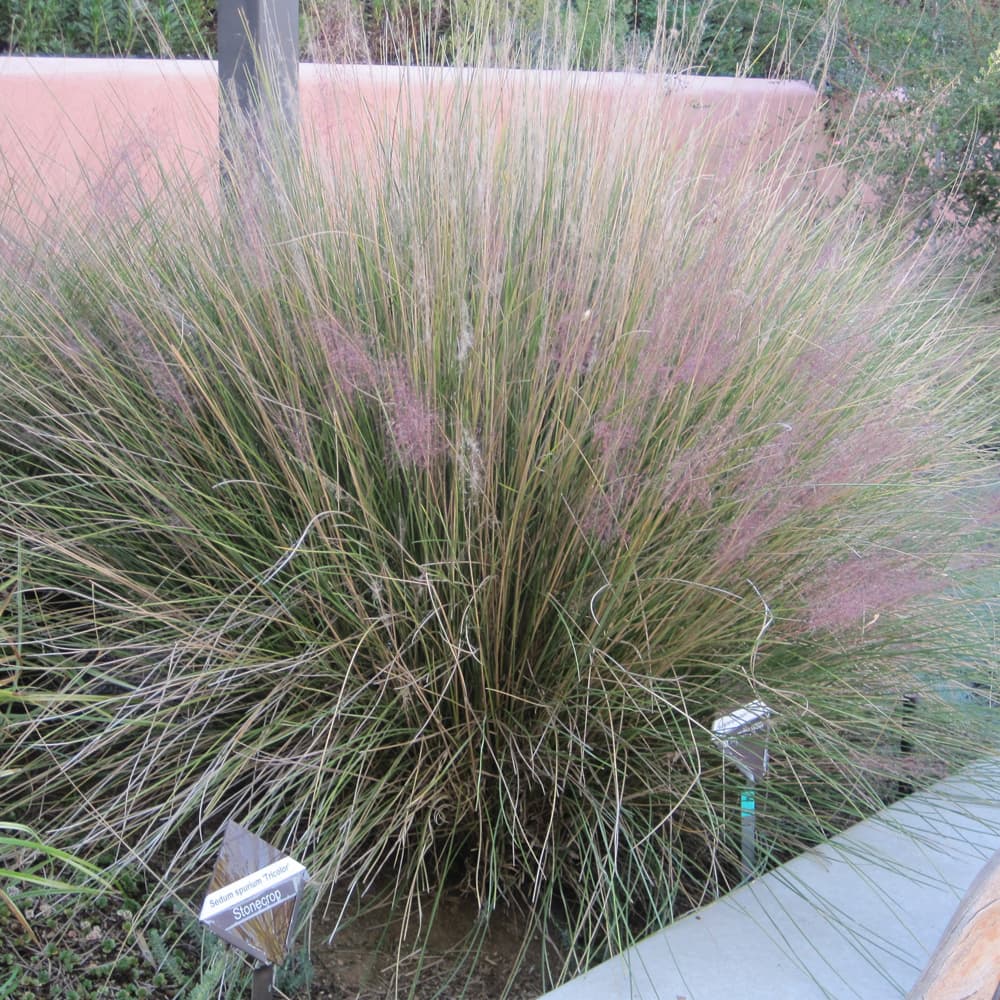 NetPS Plant Finder (www.netpsplantfinder.com)