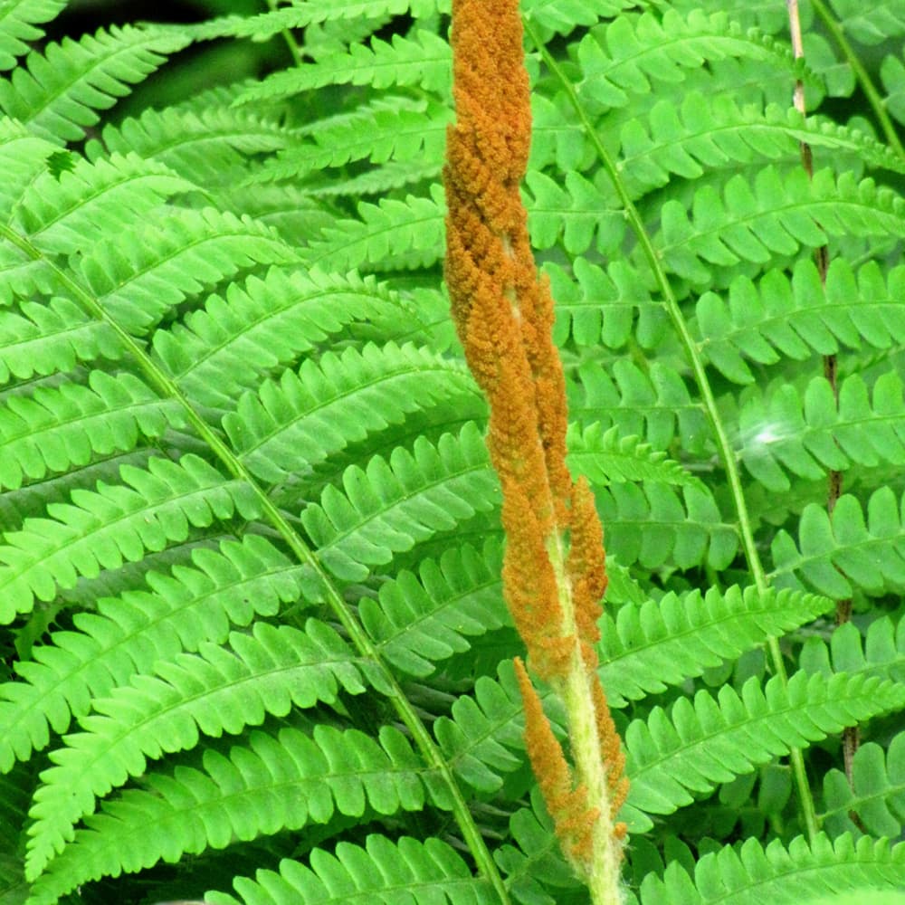NetPS Plant Finder (www.netpsplantfinder.com)