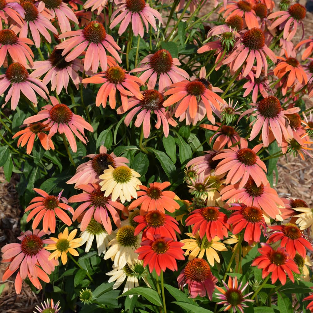 Echinacea Cheyenne Spirit
