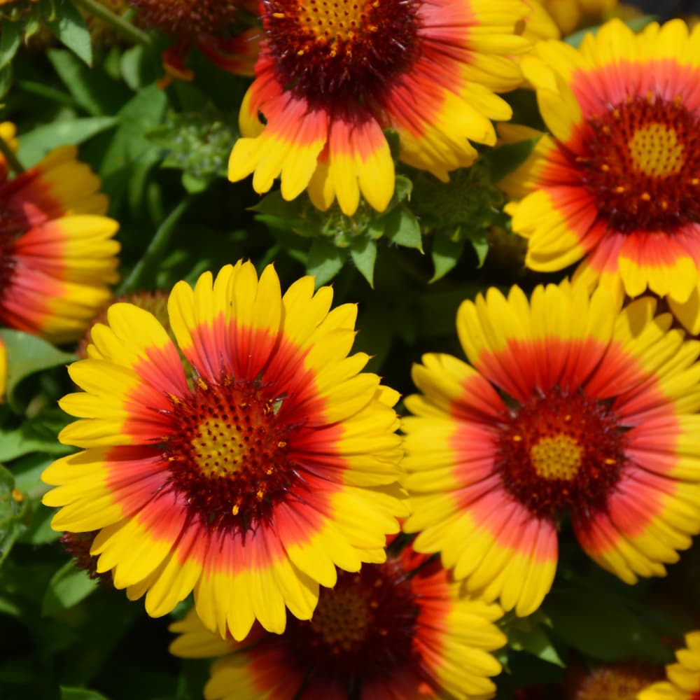 NetPS Plant Finder (www.netpsplantfinder.com)
