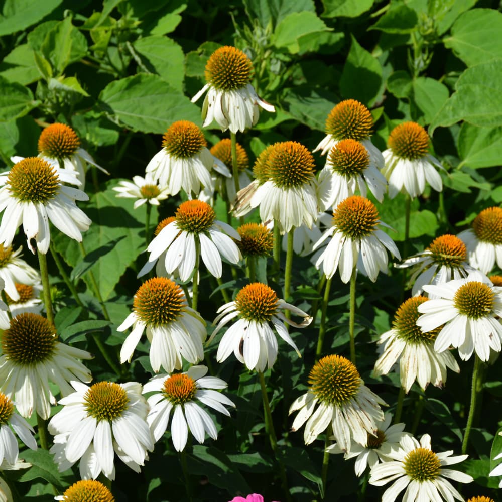 Echinacea Pow Wow White