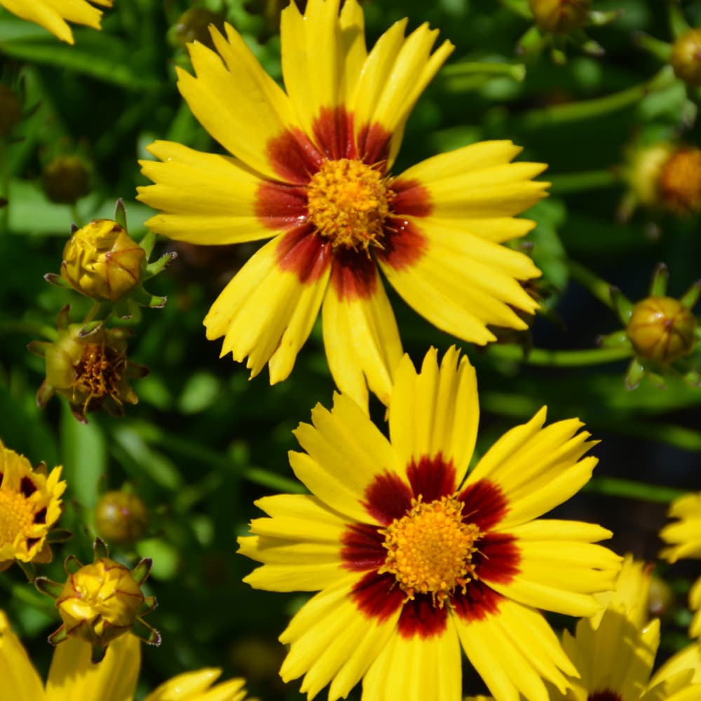 NetPS Plant Finder (www.netpsplantfinder.com)