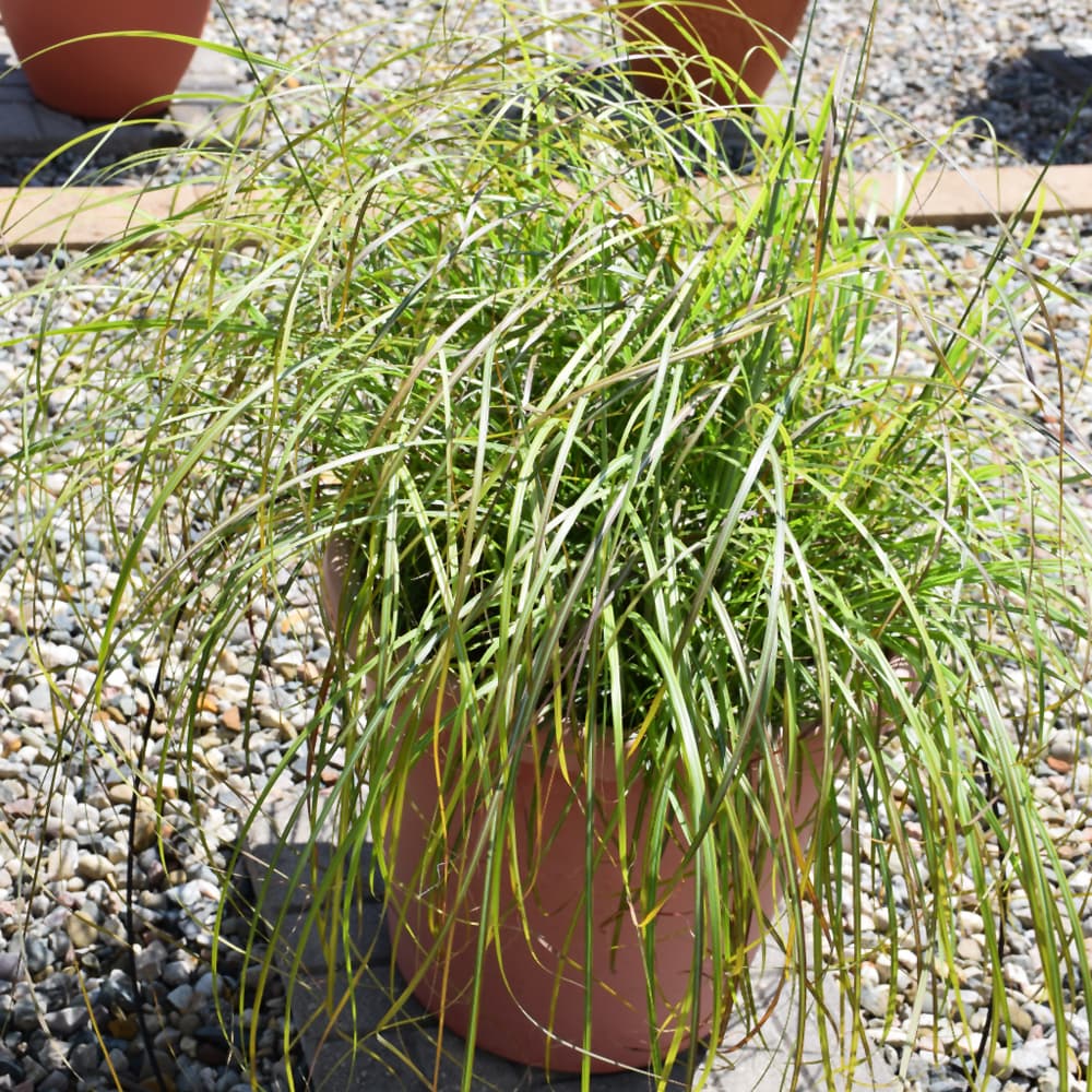 NetPS Plant Finder (www.netpsplantfinder.com)