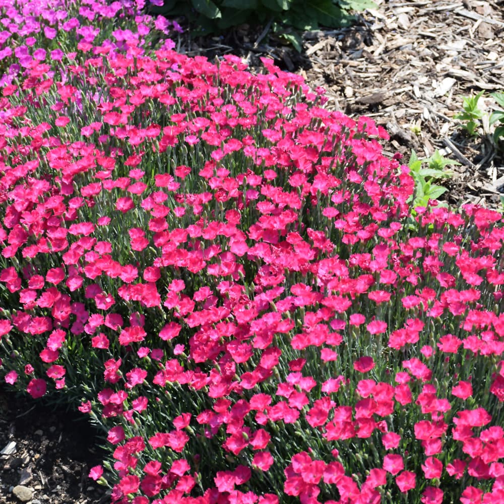 NetPS Plant Finder (www.netpsplantfinder.com)