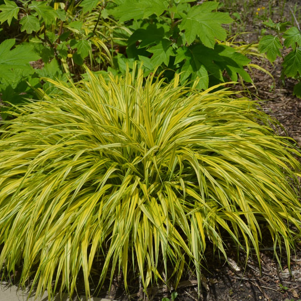 Grass Hakonechloa Aureola