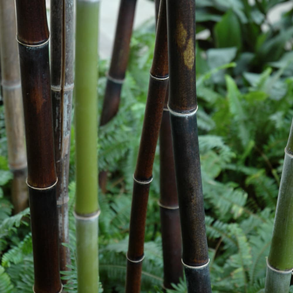 NetPS Plant Finder (www.netpsplantfinder.com)