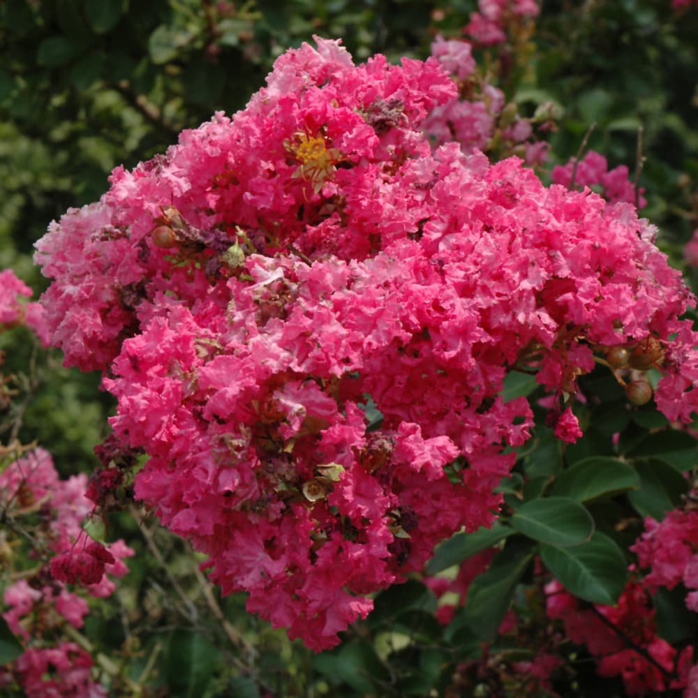 NetPS Plant Finder (www.netpsplantfinder.com)