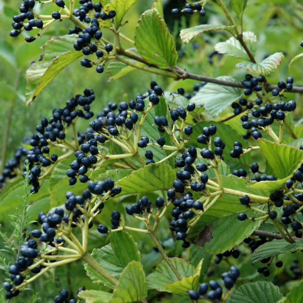 NetPS Plant Finder (www.netpsplantfinder.com)