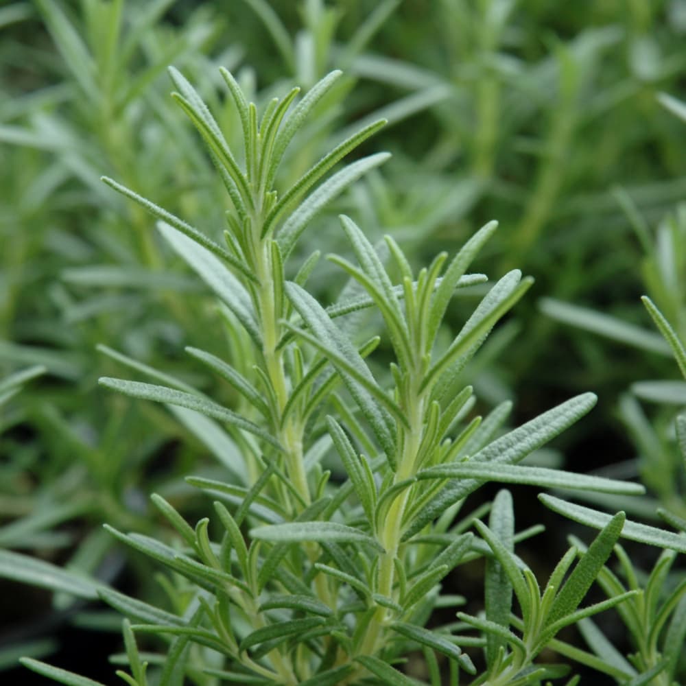 NetPS Plant Finder (www.netpsplantfinder.com)