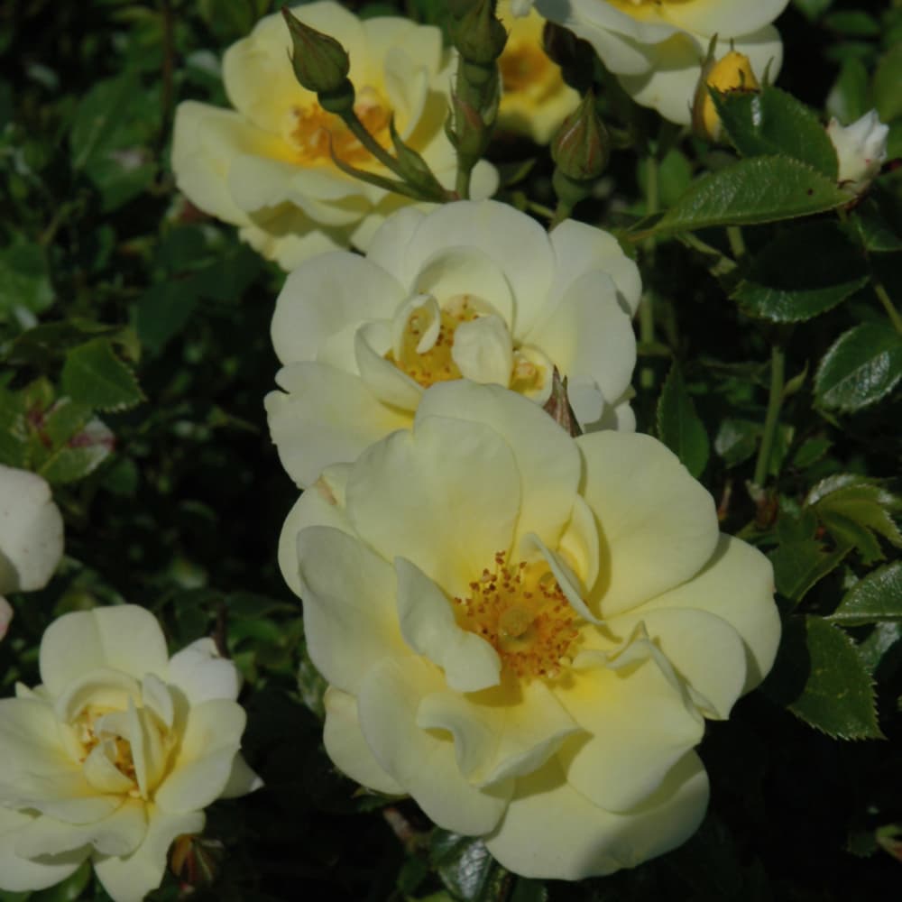 NetPS Plant Finder (www.netpsplantfinder.com)