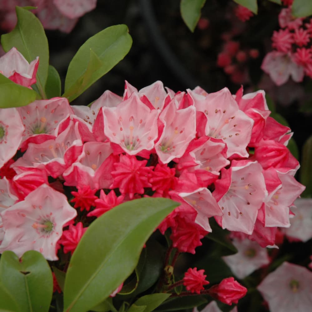 NetPS Plant Finder (www.netpsplantfinder.com)