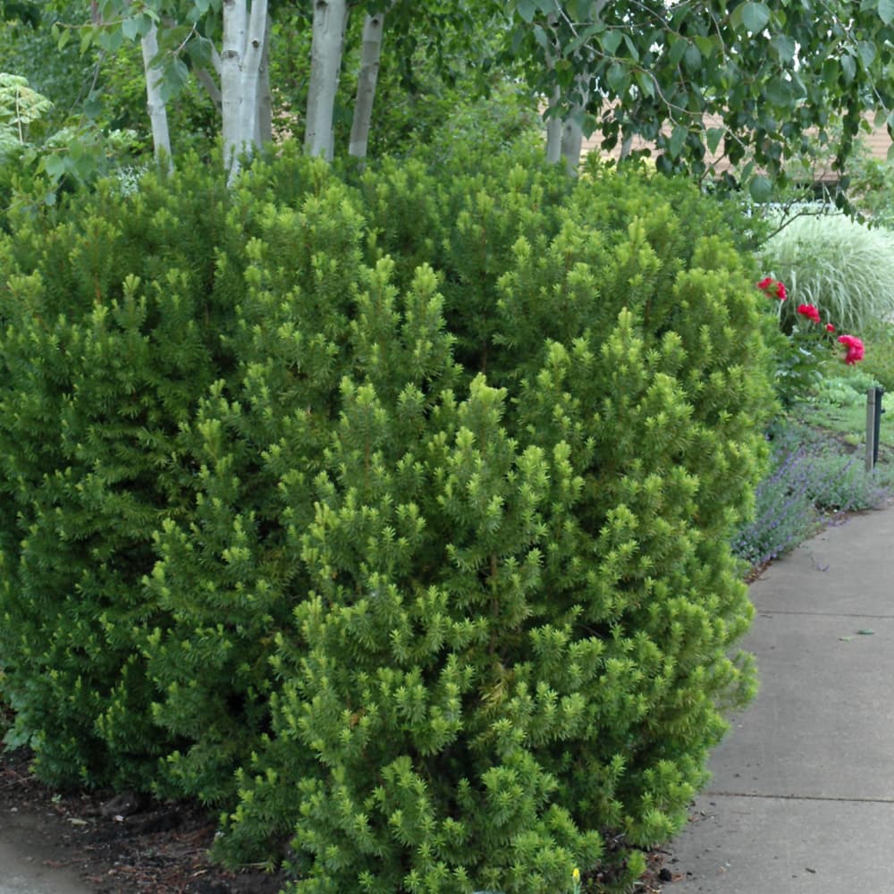 NetPS Plant Finder (www.netpsplantfinder.com)