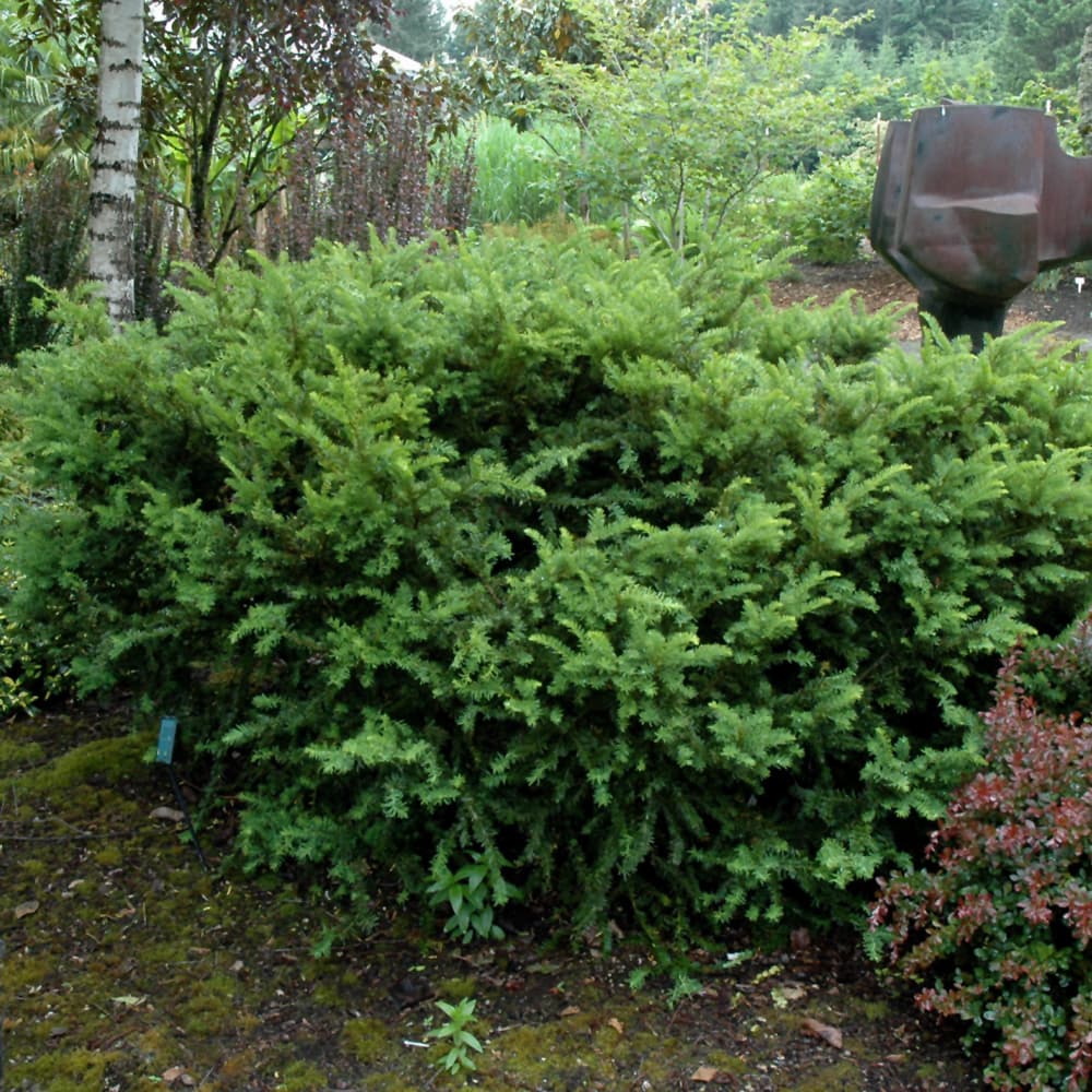 NetPS Plant Finder (www.netpsplantfinder.com)